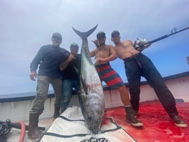 Trophy Bluefin 