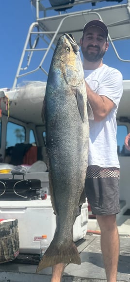 Coronado Islands 9hr