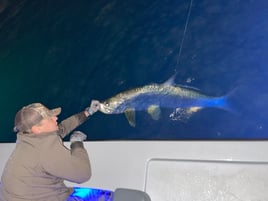 Night Tarpon Fishing
