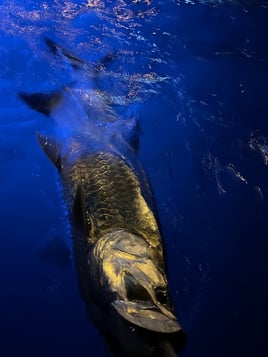 Night Tarpon Fishing