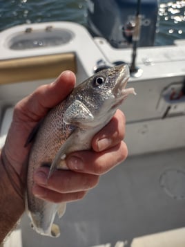Back Bay fishing