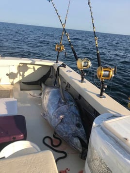 Full Day Tuna Trip