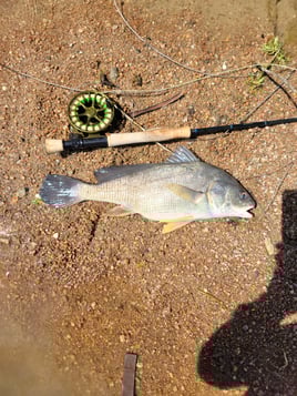 FLYFISHING THE LLANO RIVER, TX!