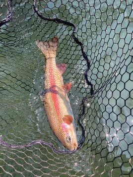 Half Day Trout Fly Fishing