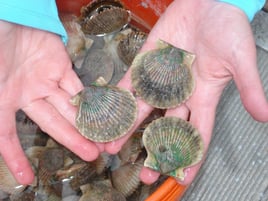 Scalloping excursion