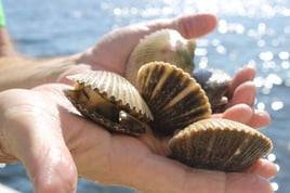 Scalloping excursion
