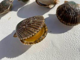 Scalloping excursion