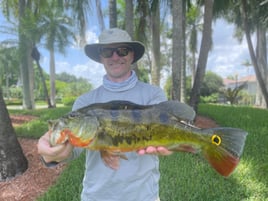 Iguana Hunting / Peacock Bass Combo