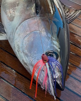 8 Hour Trip – NJ Fall Bluefin Tuna