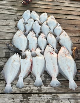 8 HR Summer Flounder 