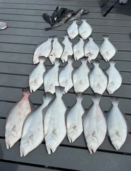 8 HR Summer Flounder 