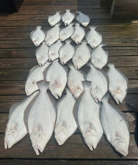 8 HR Summer Flounder 