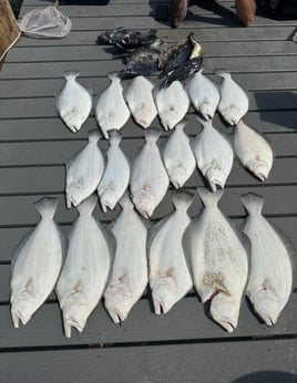 8 HR Summer Flounder 