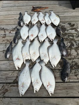 8 HR Summer Flounder 