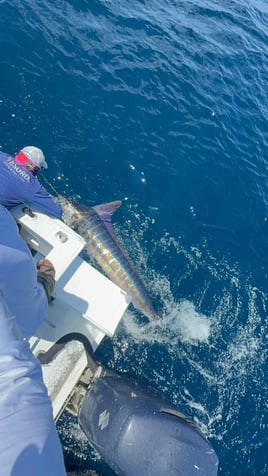 Galapagos Marlin Fishing Experience