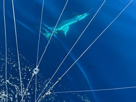 Galapagos Marlin Fishing Experience