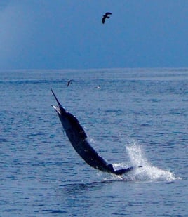 Galapagos Marlin Fishing Experience