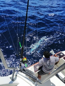 Galapagos Marlin Fishing Experience