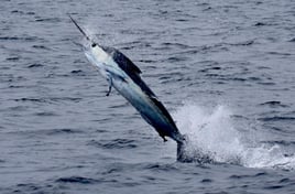 Galapagos Marlin Fishing Experience