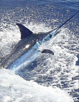 Galapagos Marlin Fishing Experience