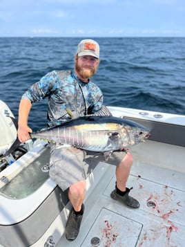 Tuna (BFT & YFT) 