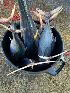 Full day Offshore trip