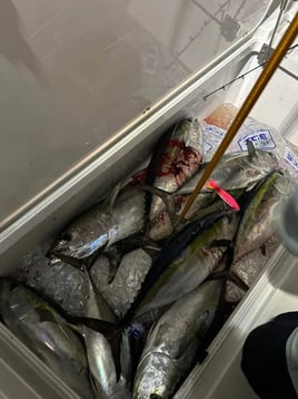 Full day Offshore trip
