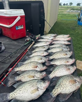 Lake Somerville Crappie and hybrids