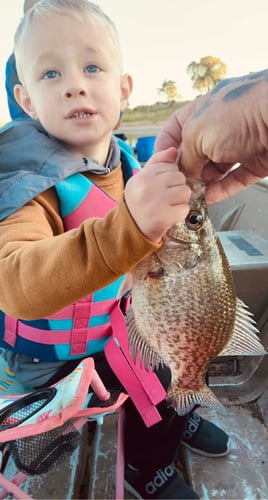 Lake Somerville Crappie and hybrids