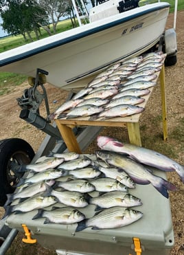 Lake Somerville Crappie and hybrids