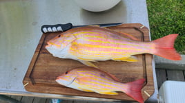 REEL SCREAMING OFFSHORE fISHING