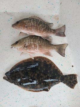 REEL SCREAMING OFFSHORE fISHING