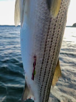 Striper trip