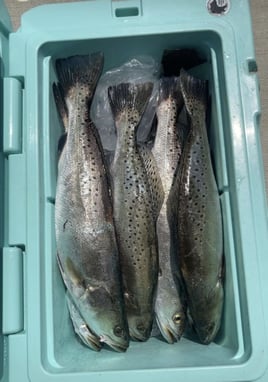 Ocean Springs/Biloxi Inshore Trip