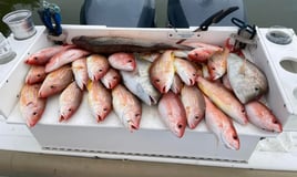  4-8 Hour Offshore