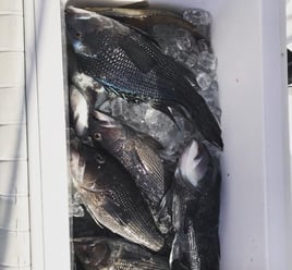 4-6 Hour Inshore Trip