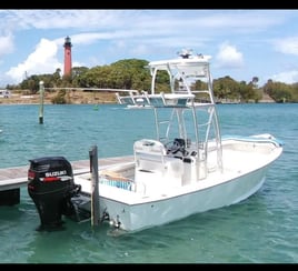 Scenery Tour / Dolphin Cruise