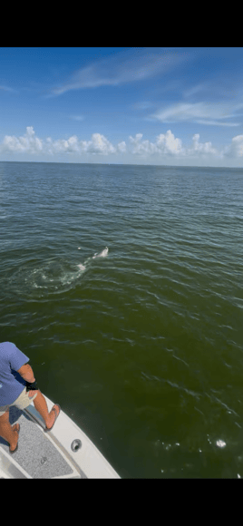 6 to 8 hour MS & LA Tarpon Charter