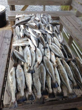 8 hour Chandeleur Island Charter