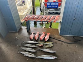 8 Hour Trip – Snapper Adventure