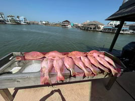 8 Hour Trip – Snapper Adventure