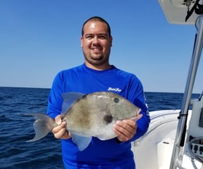Everything You Need to Know About Triggerfish