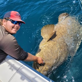Everything You Need to Know About Goliath Grouper