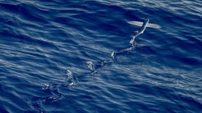 How Long do Flying Fish Fly?