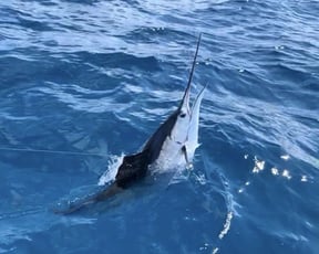 Billfish Fishing Guide: Types, Spots, Techniques &amp; More