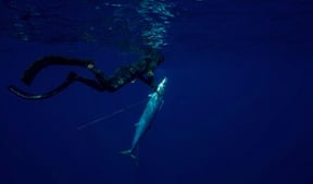 Fishing Techniques: The Beginner&#039;s Guide to Spearfishing