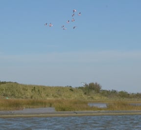Fall Fishing Under the Birds Along the Gulf Coast