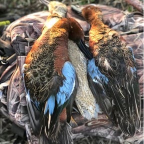 2022 Teal Population Growth in Texas