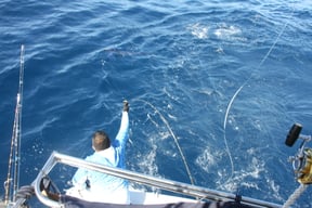 Offshore Fishing in Cabo San Lucas