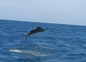 The Top Five Fastest Fish in the Ocean